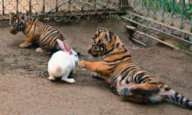 397920fb-d42a-45f6-9516-89673ac5e74e-620x372