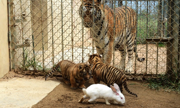 Zoo uses live rabbit to stimulate hunting instincts of baby lion, tiger and leopard, Shandong Province, China - 10 Sep 2013